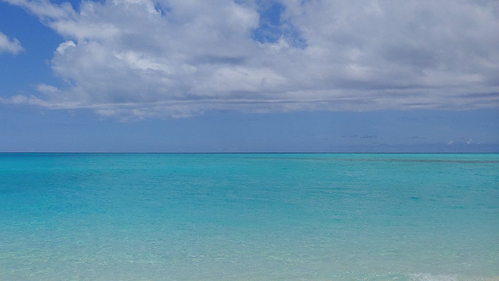 How are sharks equally related to bony fish and&nbsp;us?