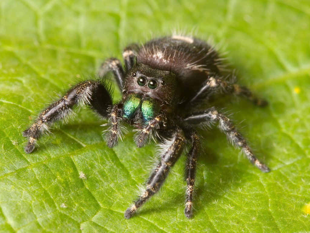 Phidippus audax