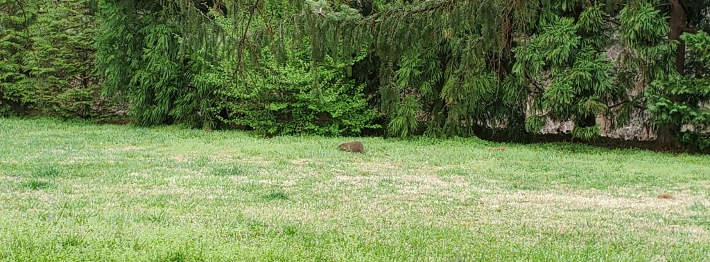 Groundhogs (Marmota monax)