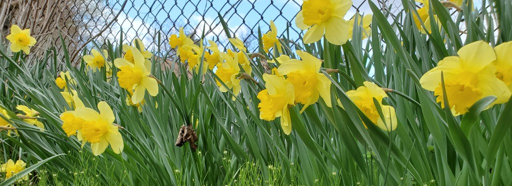 Daffodils (Narcissus pseudonarcissus)