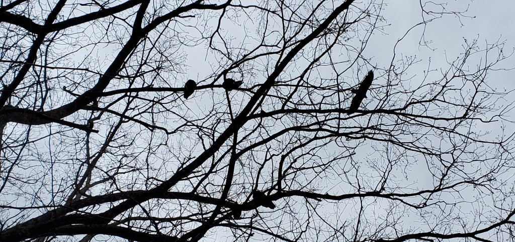 Turkey vultures (Cathartes&nbsp;aura)